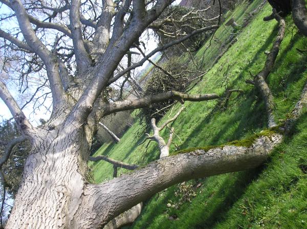 Une grotte de branches